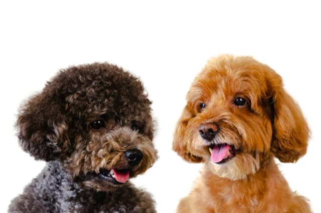 Two emotional support dogs