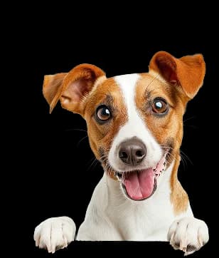 Psychiatric service dog