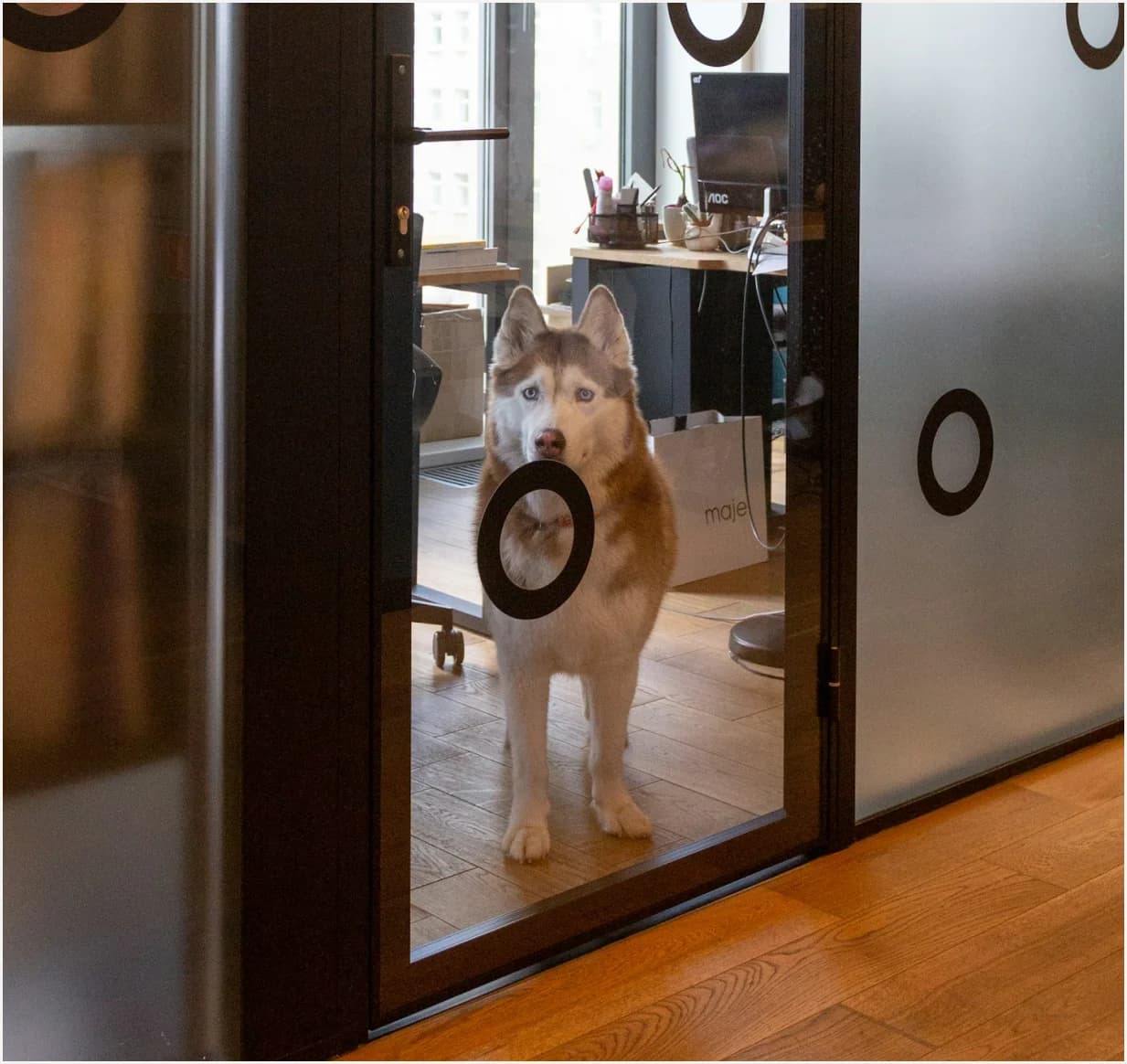 A husky waiting by the office door