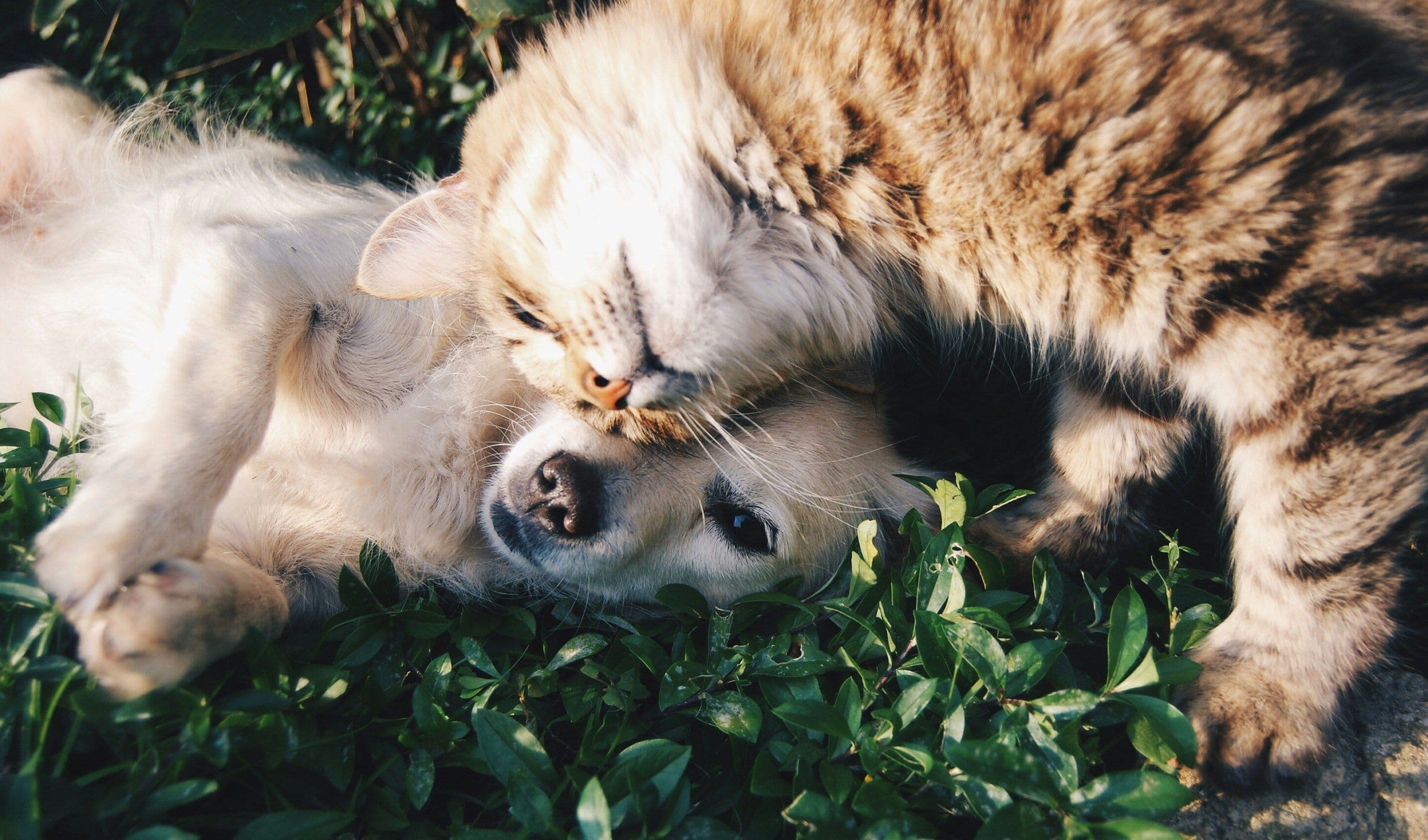 What Animals Can Be Emotional Support Animals? A Complete Guide for Pet Owners