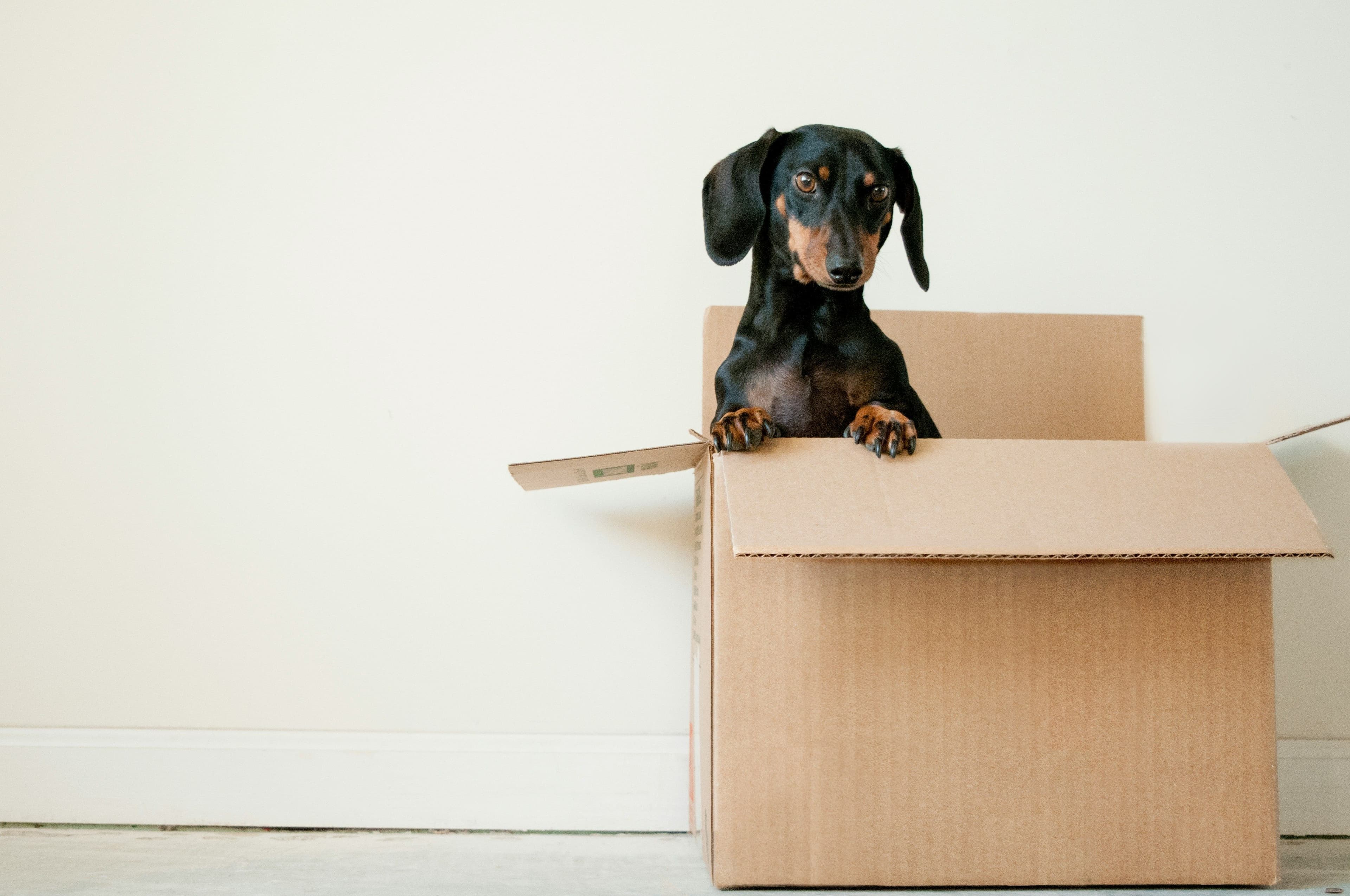 Can I Get an ESA Letter Before Moving? A Complete Moving Guide for Renters