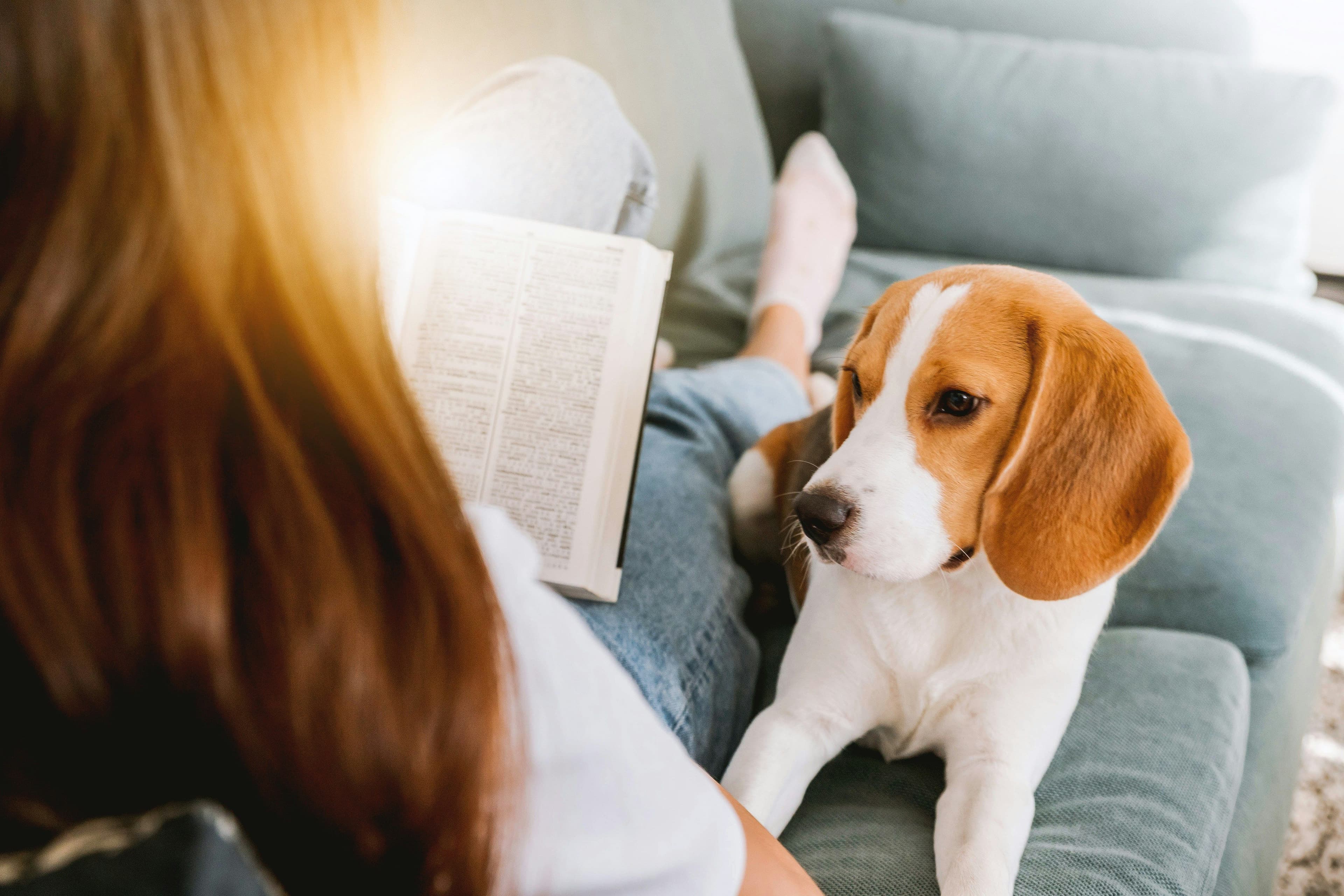ESA Letter Renewal: When Should You Renew Your Emotional Support Animal Documentation?
